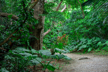石垣島の森の中　ハイキングコース