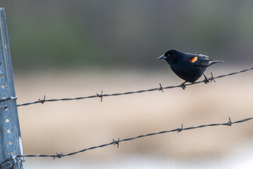 Red-winged blackbird perched on a barbed wire fence.