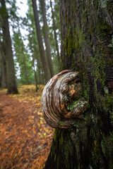 Hobo Cedar Grove Botanical Area with Burl on a Western Red Cedar (Thuja plicata) in Idaho