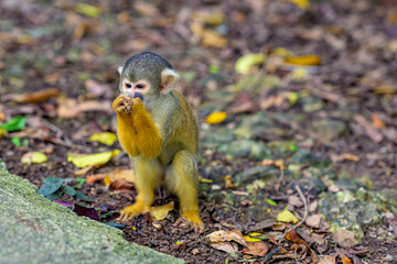  好奇心旺盛で食いしん坊なリスザル　石垣島の自然