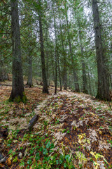 Hobo Cedar Grove Botanical Area with Western Red Cedar (Thuja plicata) in Idaho