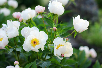 A lush bush of bright peony flowers. They bloom in the garden on a sunny summer day.