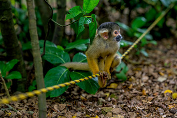  好奇心旺盛なリスザル　石垣島