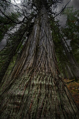 Hobo Cedar Grove Botanical Area with Western Red Cedar (Thuja plicata) in Idaho