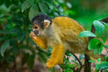 Obraz premium 愛らしい仕草のリスザル 石垣島の自然