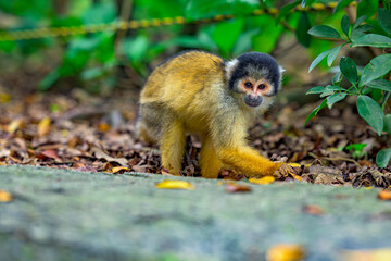  好奇心旺盛なリスザル　石垣島の自然
