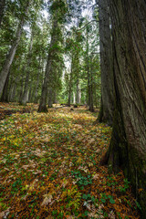 Hobo Cedar Grove Botanical Area with Western Red Cedar (Thuja plicata) in Idaho