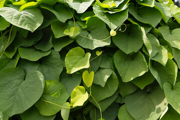 Burning plant Aristolochia macrophylla