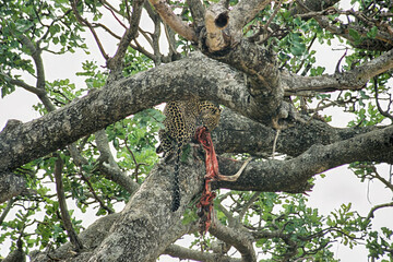 Leopard Eating Gazelle Carcass in Tree, Serengeti, Tanzania