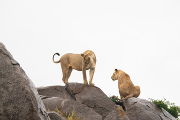Lions on Kopjes