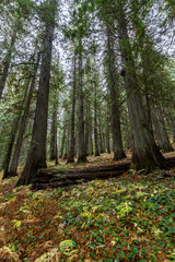 Hobo Cedar Grove Botanical Area with Western Red Cedar (Thuja plicata) in Idaho