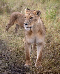 Front View of Lioness