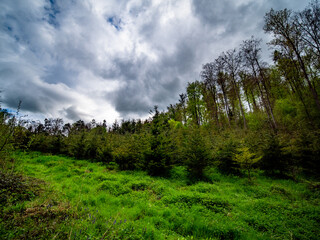 Wiederaufforstung im Mischwald im Frühjahr
