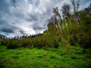 Wiederaufforstung im Mischwald im Frühjahr