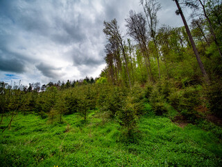 Wiederaufforstung im Mischwald im Frühjahr