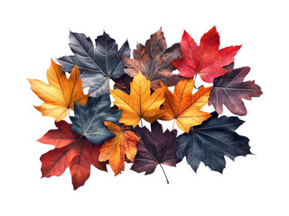 Autumn leaf collection nature colorful display isolated on transparent background