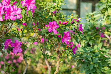 Fototapeta premium Bright pink azalea flowers bloom on green shrub, captured in sunlight with soft background blur. 