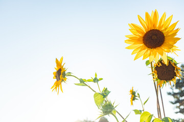 Tall sunflowers with golden petals and dark centers reaching toward sky on clear sunny day.

