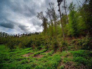 Wiederaufforstung im Mischwald im Frühjahr