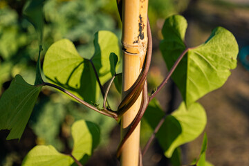 Vine plant wraps tightly around yellow metal pole, large heart-shaped green leaves glow under sun.
