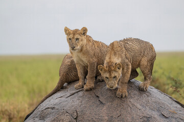 Wet Cubs on Kopje
