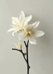 white magnolia flower