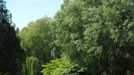 Lush green trees swaying in summer breeze.