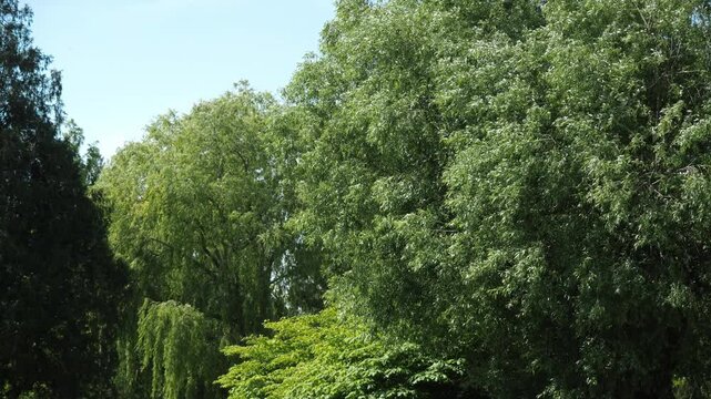 Lush green trees swaying in summer breeze.