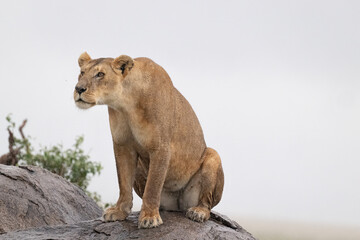 Lioness Calling to the Rest of Her Pride