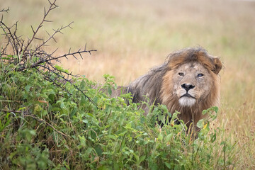 Half Blind Male Lion