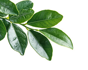 Obraz premium Vibrant green leaves on nature plants isolated on transparent background