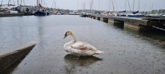 Swan in Rainy Marina