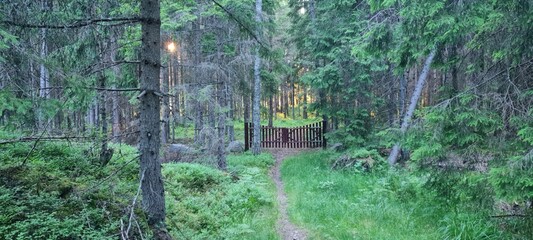 Forest Path with Wooden Gate at Sunset
