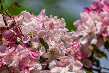 Delicate pink apple blossom background	