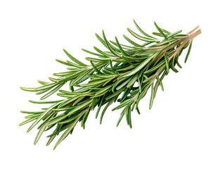 Harvesting fresh rosemary sprigs home garden botanical natural light isolated on transparent background