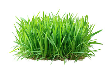 Lush green grass in a natural view plant life isolated on transparent background