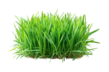 Lush green grass in a natural view plant life isolated on transparent background