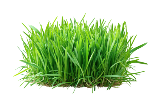 Lush green grass in a natural view plant life isolated on transparent background