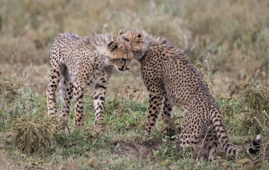 Cheetahs In Rain