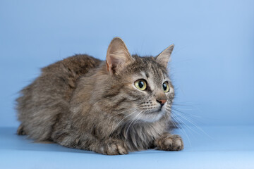 Fluffy gray cat with green eyes on a blue background. The animal looks at the camera.