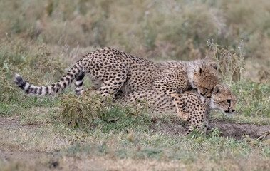 Cheetahs Playing and Cuddling