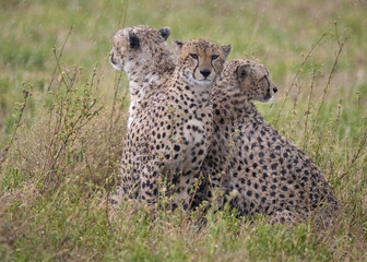 Cheetahs In Rain