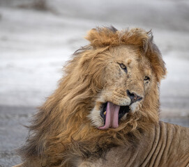 The Better to Taste You With