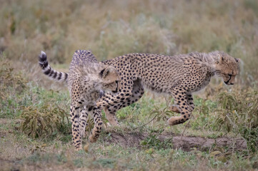 Cheetahs Playing in Rain