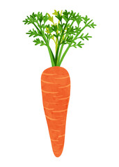 葉つきにんじん　水彩風手描きイラスト