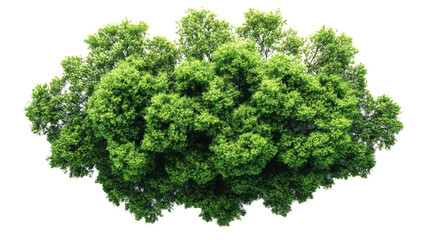 Obraz premium tree top view isolated on white transparent background