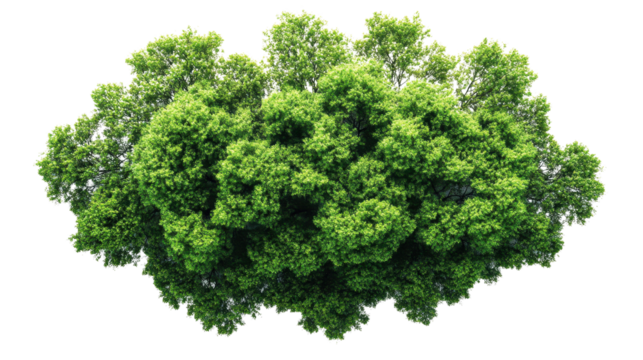 tree top view isolated on white transparent background
