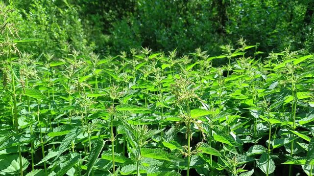 Thickets of dioecious nettles (Latin Urtica) on a summer day  
