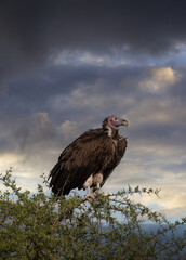 Vulture in Acacia