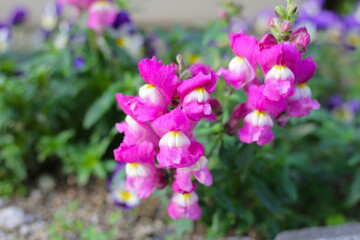 Antirrhinum or snapdragon in garden